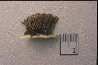 Stemonitis fusca image