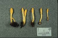 Microglossum rufum image