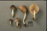 Pluteus longistriatus image