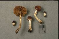 Conocybe intermedia image