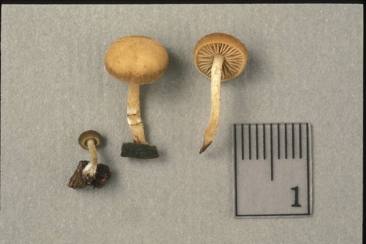 Simocybe tiliophila image