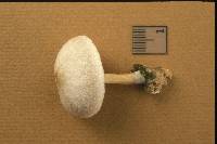 Pluteus tomentosulus image