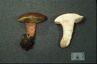 Boletus badius image