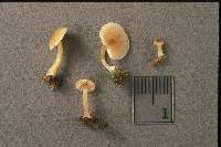 Entoloma farinogustus image