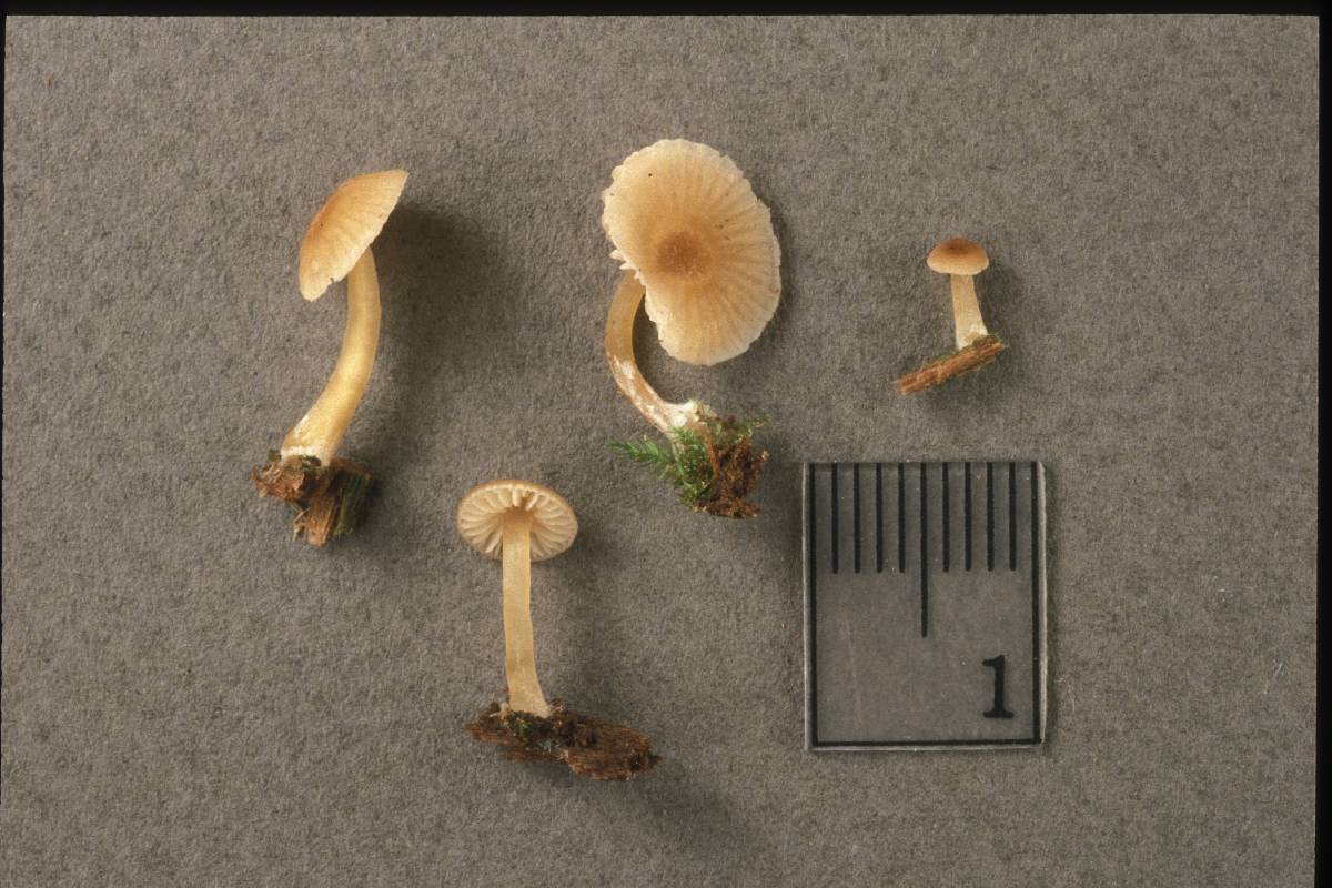 Entoloma farinogustus image