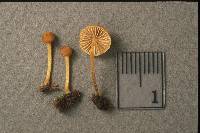 Pholiota pseudosiparia image