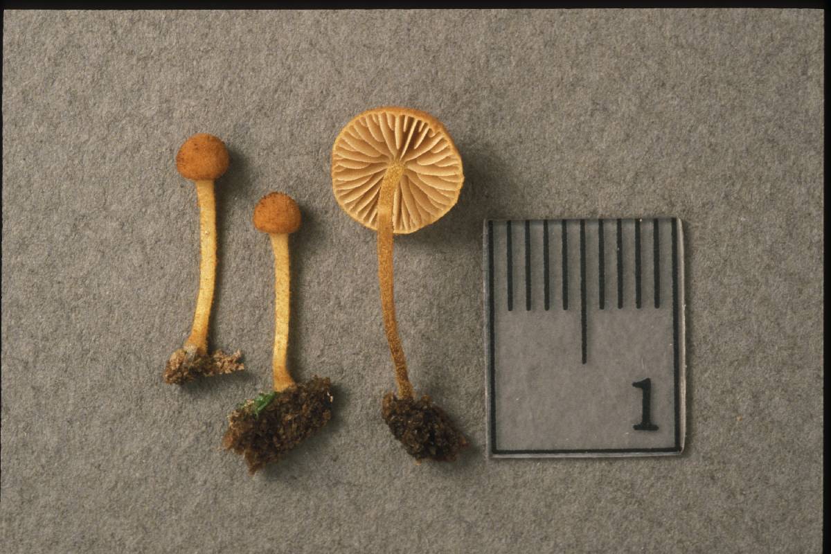 Pholiota pseudosiparia image