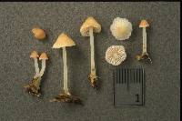 Mycena adonis var. adonis image