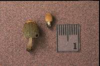 Coprinellus angulatus image