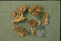 Simocybe tiliophila image