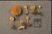 Pholiota pseudosiparia image