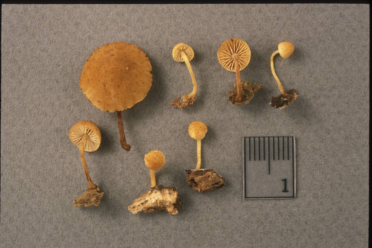 Pholiota pseudosiparia image