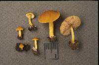 Pluteus admirabilis image