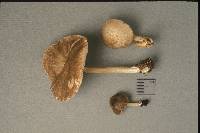 Pluteus granularis image