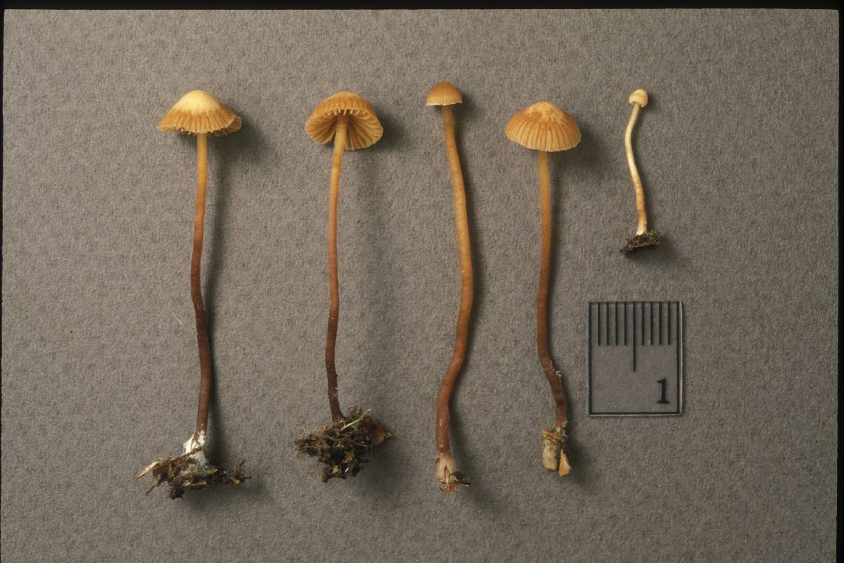 Galerina atkinsoniana image