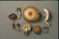 Pluteus plautus image