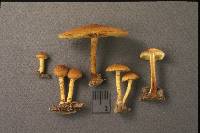 Pholiota subsulphurea image