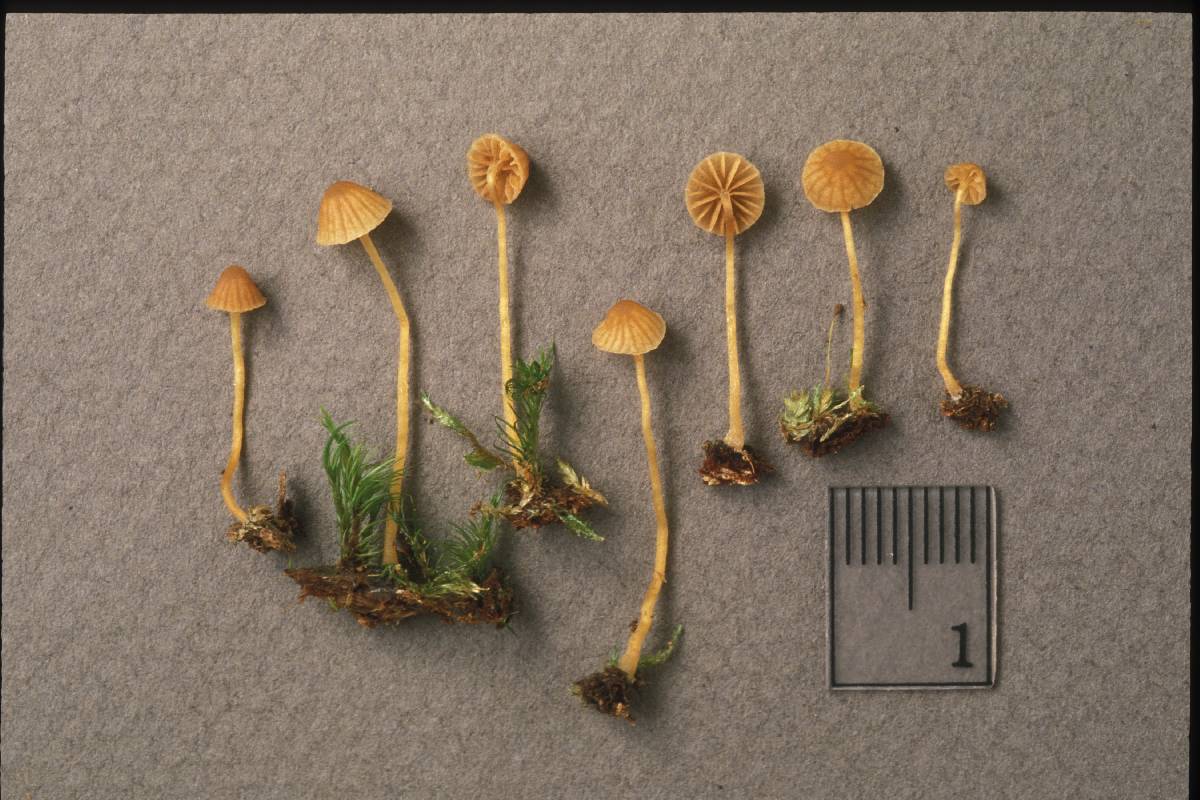 Galerina fallax image