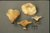 Lentinus suavissimus image