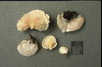 Entoloma depluens image