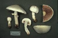 Agaricus arvensis image