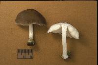 Pluteus salicinus image