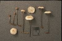 Marasmius pallidocephalus image