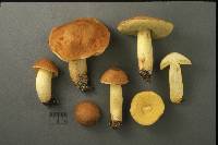 Boletus subglabripes image