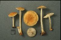 Marasmius strictipes image