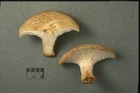 Polyporus craterellus image