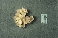 Tremella reticulata image