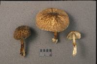 Pluteus granularis image