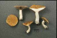 Stropharia hardii image