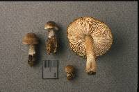 Pluteus podospileus image