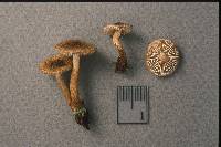 Inocybe lanuginosa image