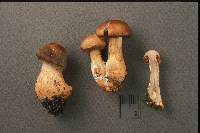 Cortinarius bulliardii image