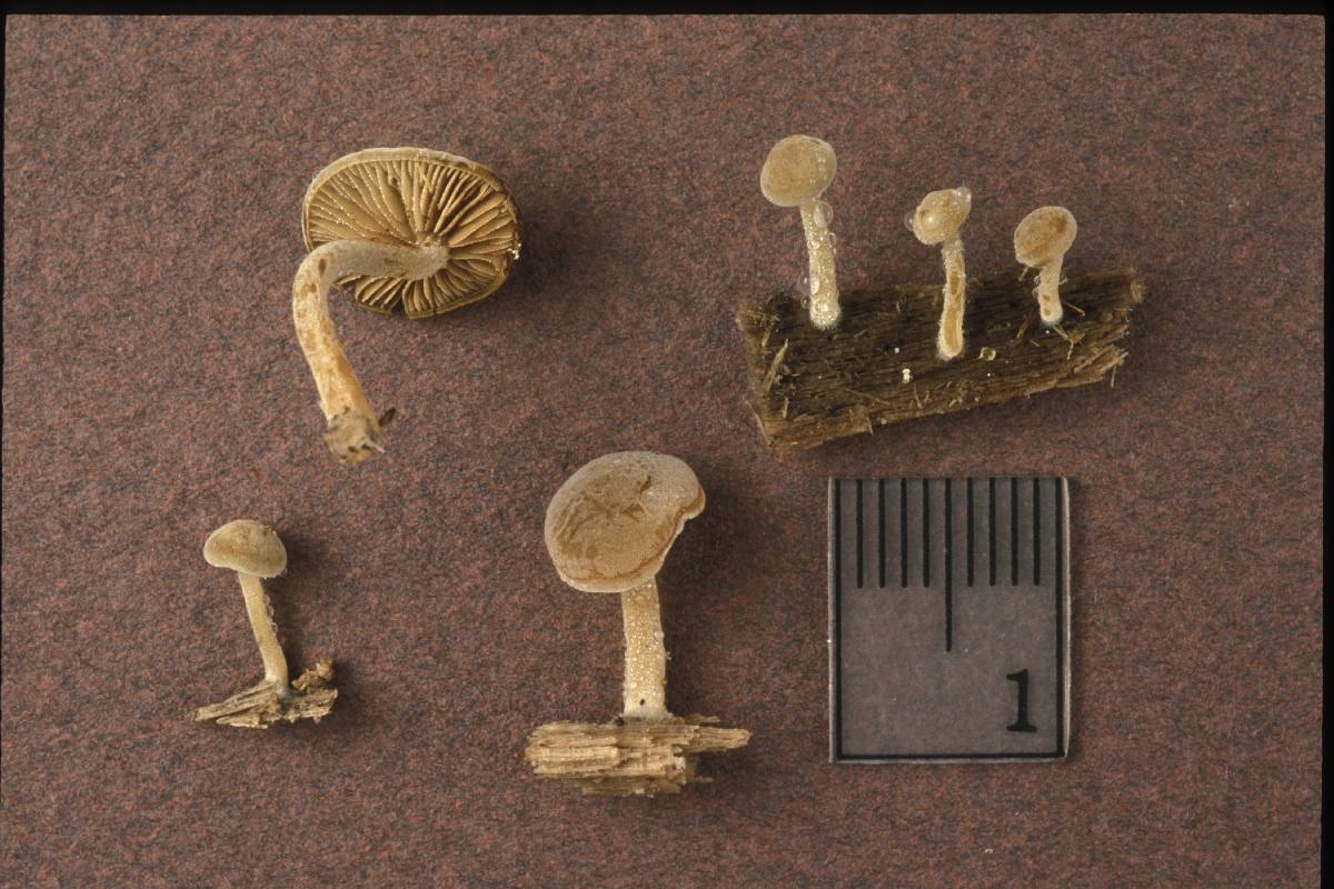 Simocybe tiliophila image