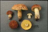 Boletus hortonii image