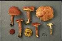 Boletus rubellus image