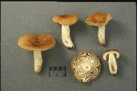 Russula pectinatoides image