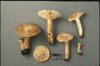 Lactarius fumosus image