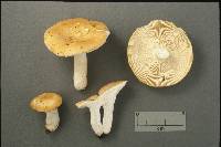 Russula flavisiccans image