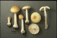 Amanita russuloides image