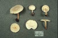 Clitocybe truncicola image