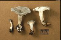 Clitocybe odora image