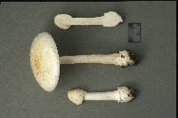 Amanita albocreata image