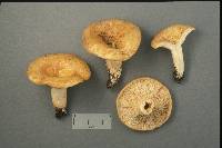 Lactarius psammicola image