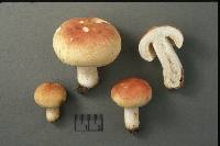 Russula flavisiccans image