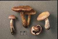 Cortinarius torvus image