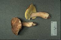 Boletus atkinsonii image